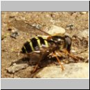 Dasysyrphus venustus var1 - Waldschwebfliege w01 9mm.jpg